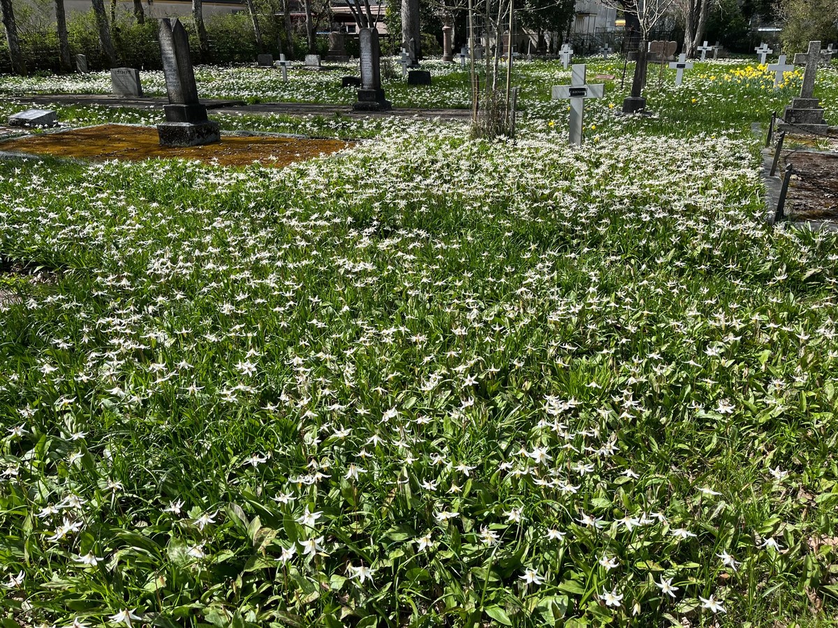 Fawn Lillies and other blooms at their peak on grounds of St. Mary the